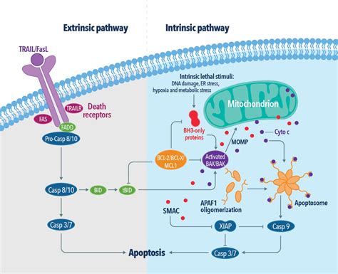 apoptotic cell death kit